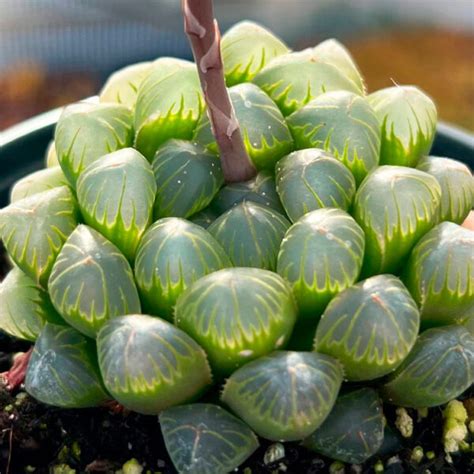 玉露休眠|[多肉植物] 玉露的基本照顧整理 Haworthia obtuse－小。